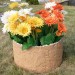 Цветник КАНЬОН купить в Геленджике